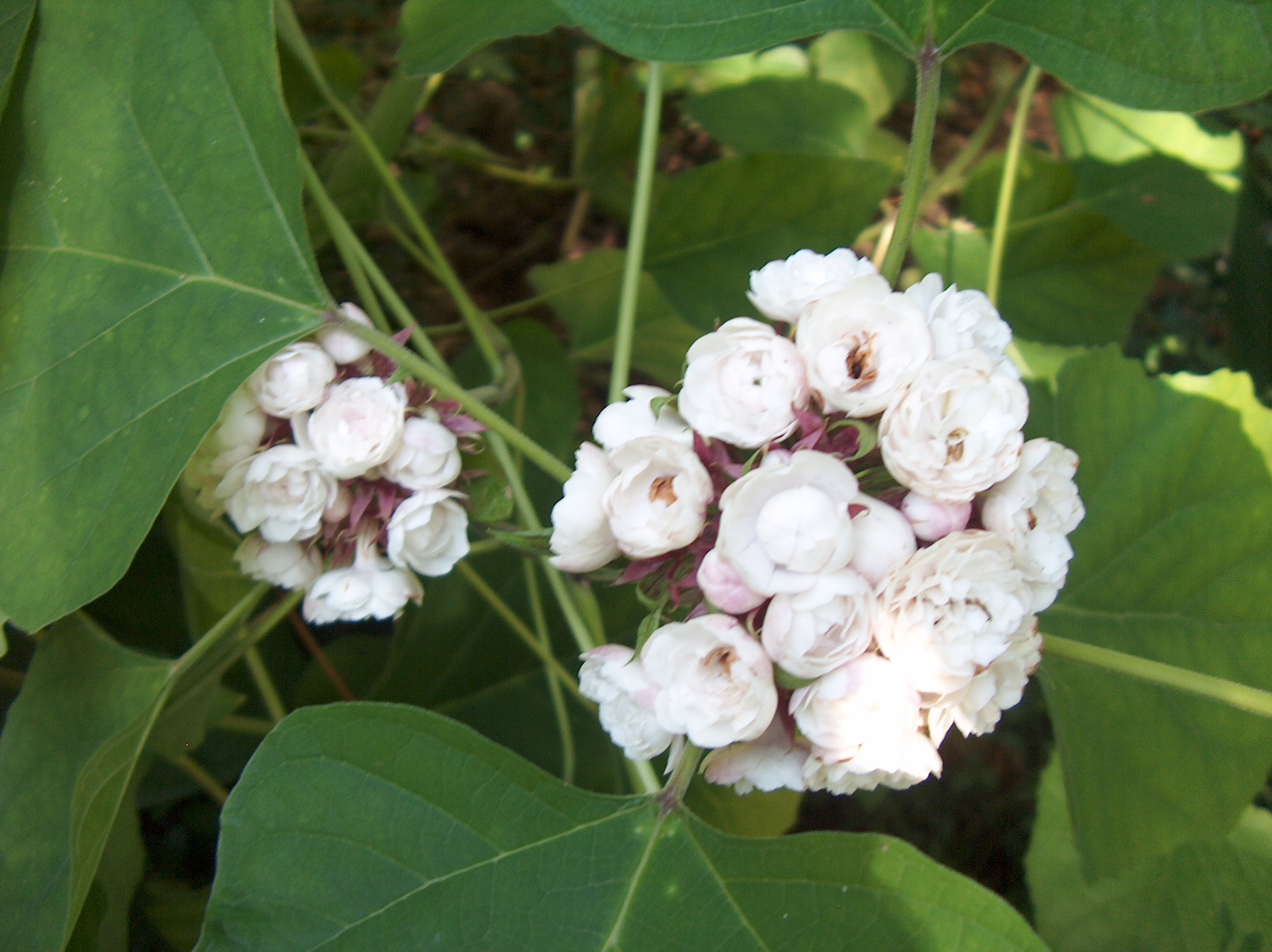 Online Plant Guide Clerodendrum philippinum / Cashmere Bouquet